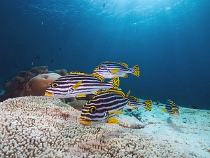 Sweetlips, Tulamben by Doug Anderson 